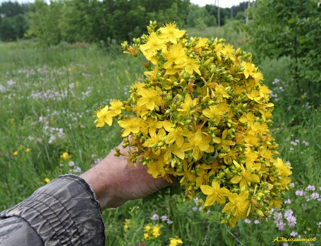 Про целебные букеты июня.. - Андрей Заломленков Про целебные букеты июня.. - Андрей Заломленков