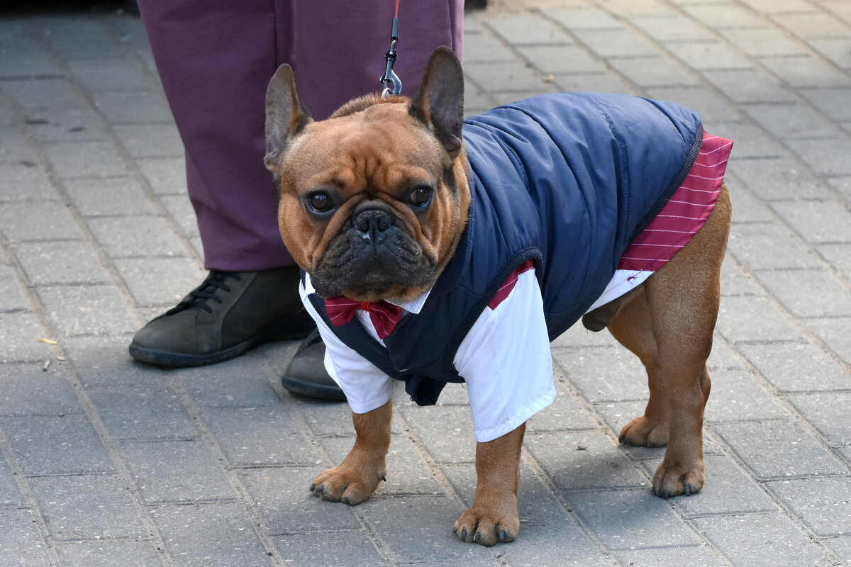 Москва. Парад французских бульдогов в усадьбе «Воронцово». - Наташа *****