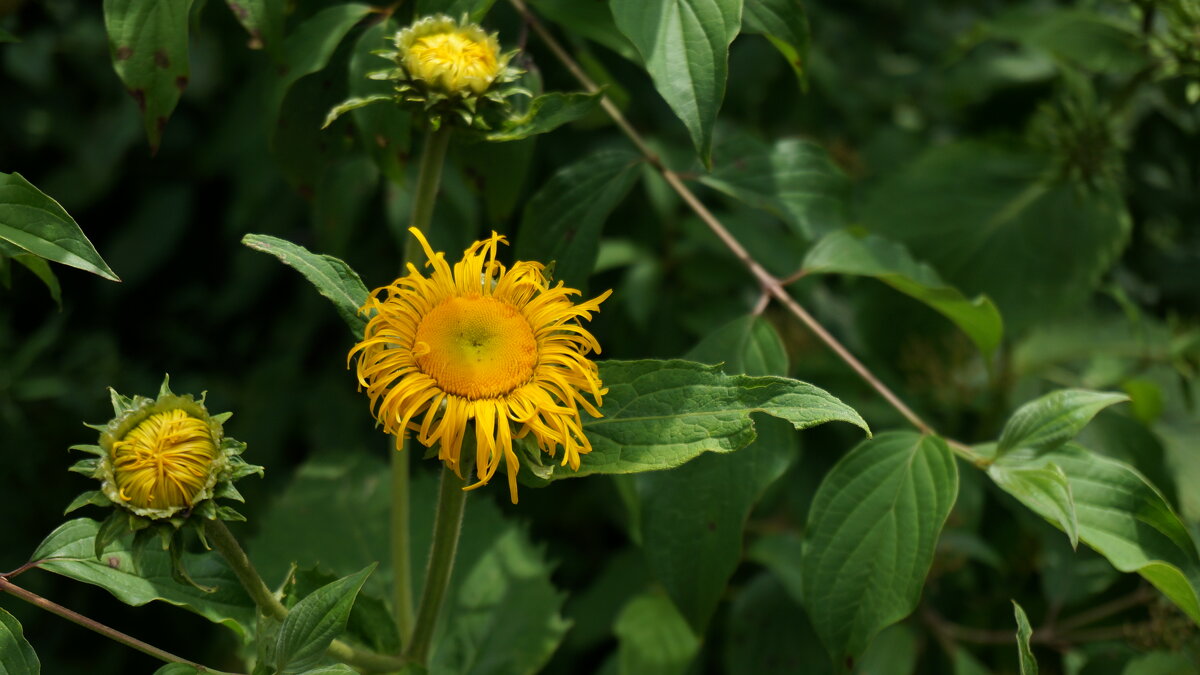 ;) !!! - Вен Гъновски
