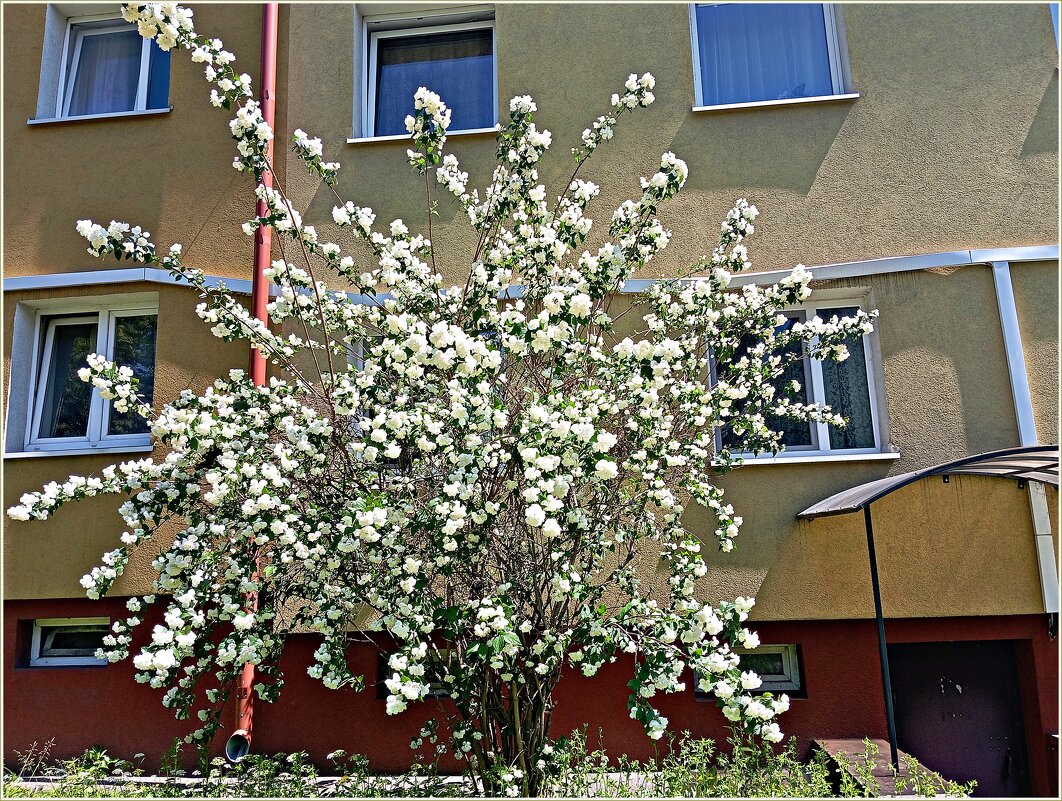 Куст жасмина. - Валерия Комова