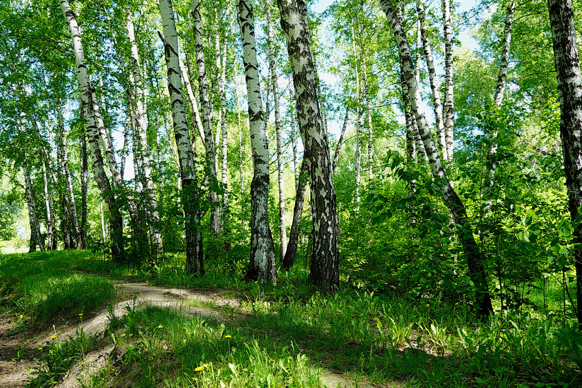Березки в последний день мая - Галина Кан
