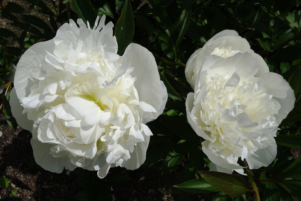 Пионы - Рита Симонова