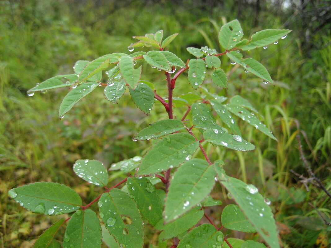 После дождя - Anna Ivanova