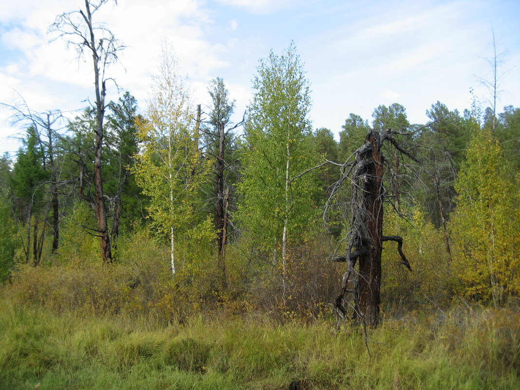Болотные "чудища" - Anna Ivanova