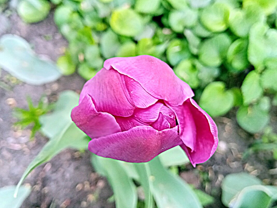 Цвет весны. - Владимир Драгунский