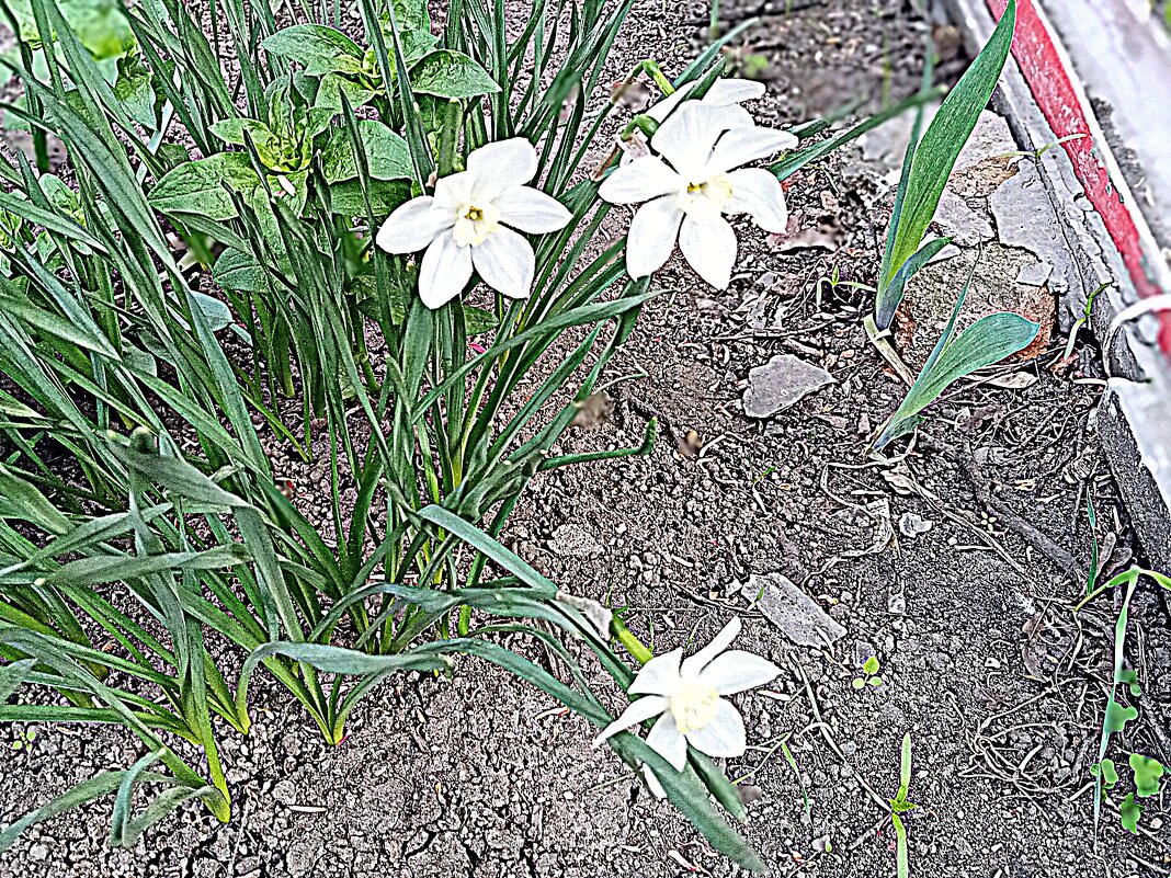 Цвет весны. - Владимир Драгунский Цвет весны. - Владимир Драгунский