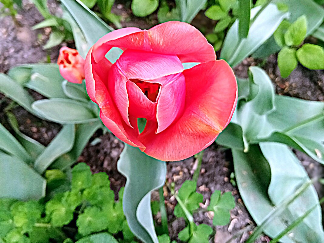 Цвет весны. - Владимир Драгунский