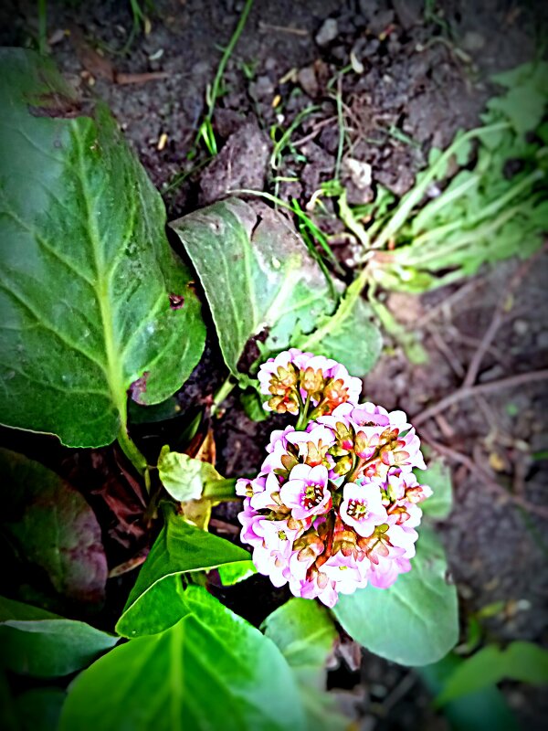 Цвет весны. - Владимир Драгунский