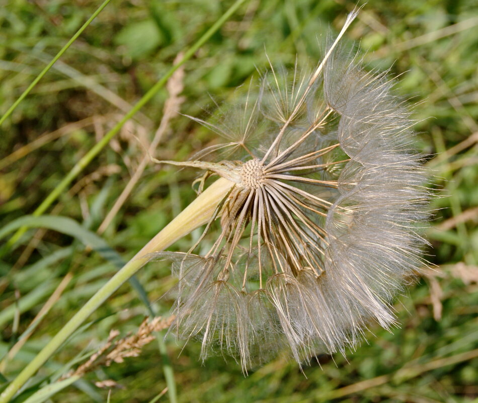 Стареет. - сергей ермошкин
