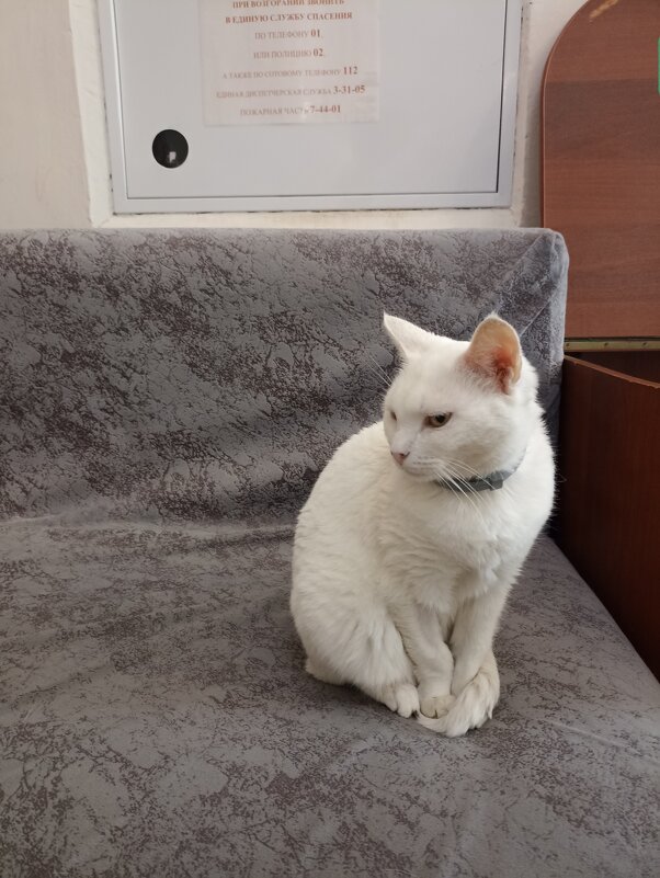 Кошечка в, усадьбе Гончаровых в Полотняном Заводе - Pippa Кошечка в, усадьбе Гончаровых в Полотняном Заводе - Pippa