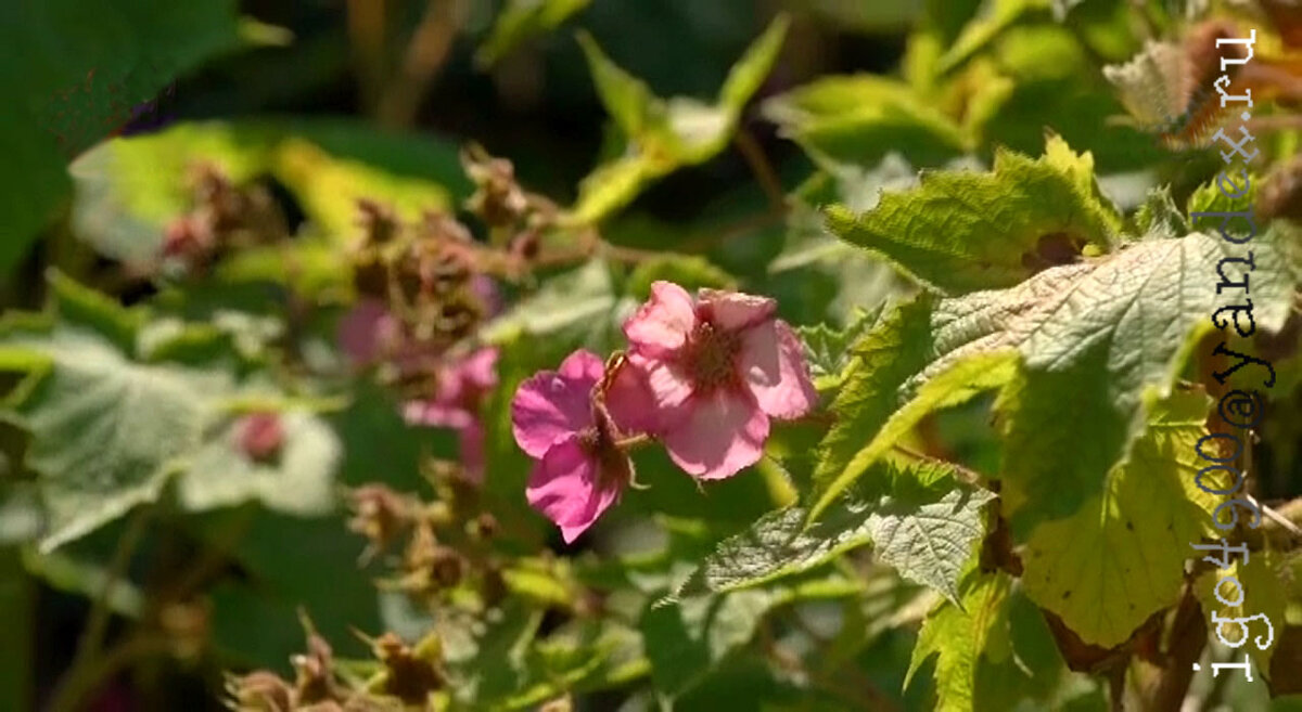 Малина  цветет ___Travelling.... - Игорь Пляскин