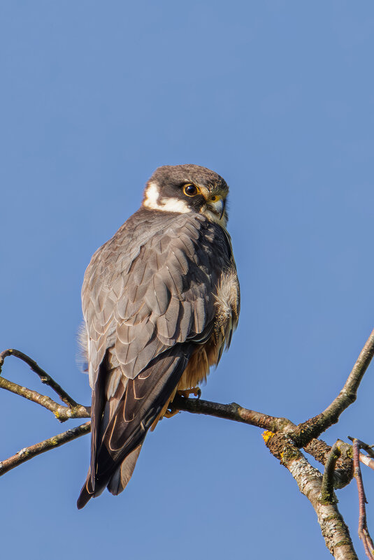 Чеглок - Sergey38 