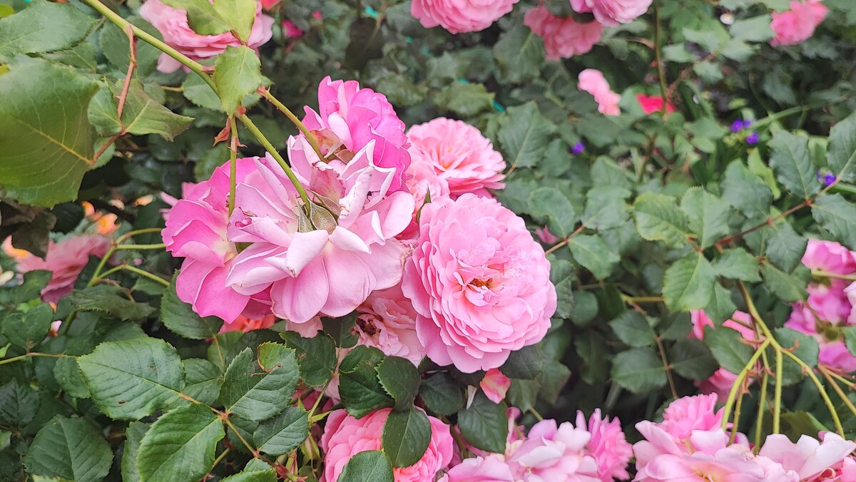 ,,, - Сергей Тимоновский