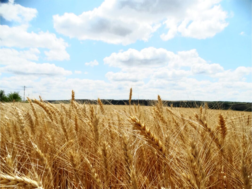 Хлебушек - Девяткин Юрий 