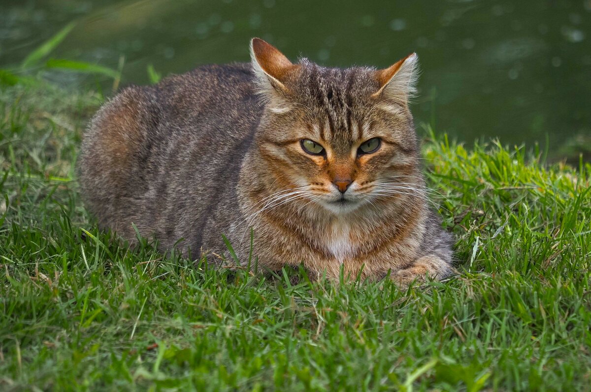 Из серии Коты и Кошки Юсуповского сада - Магомед .