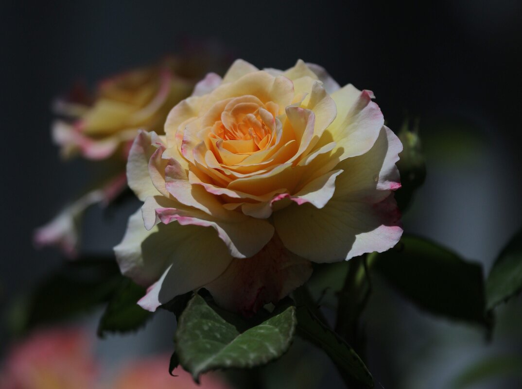 Опять о розах.... - Светлана Тихонина