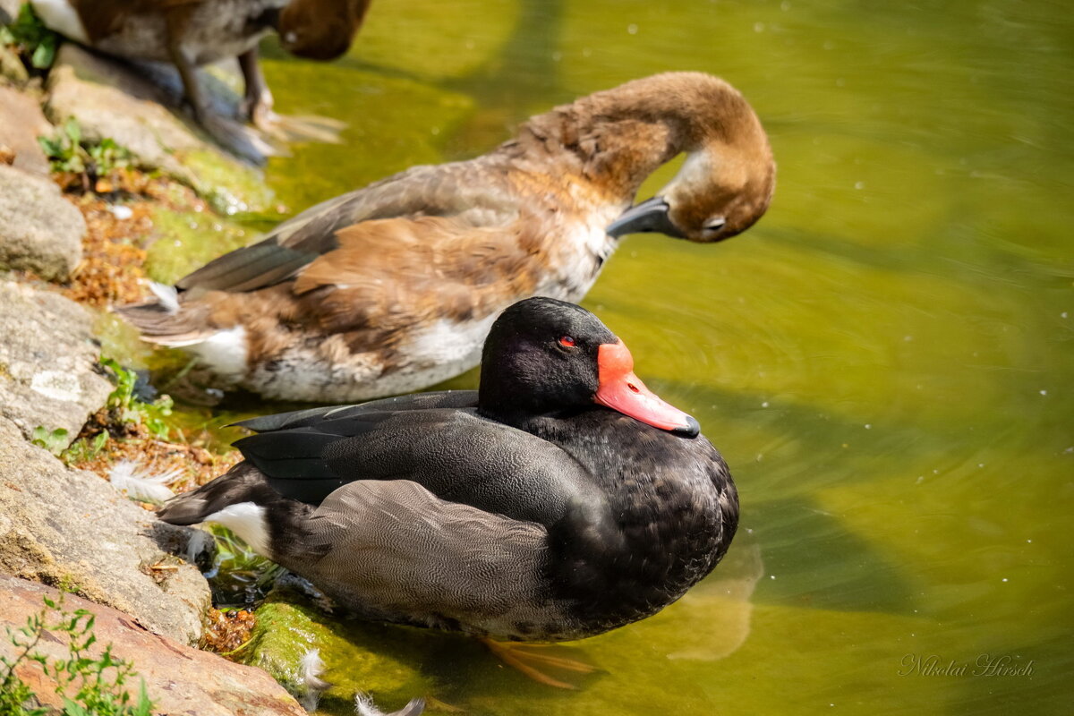 Недремлющее око... - Николай Гирш Недремлющее око... - Николай Гирш