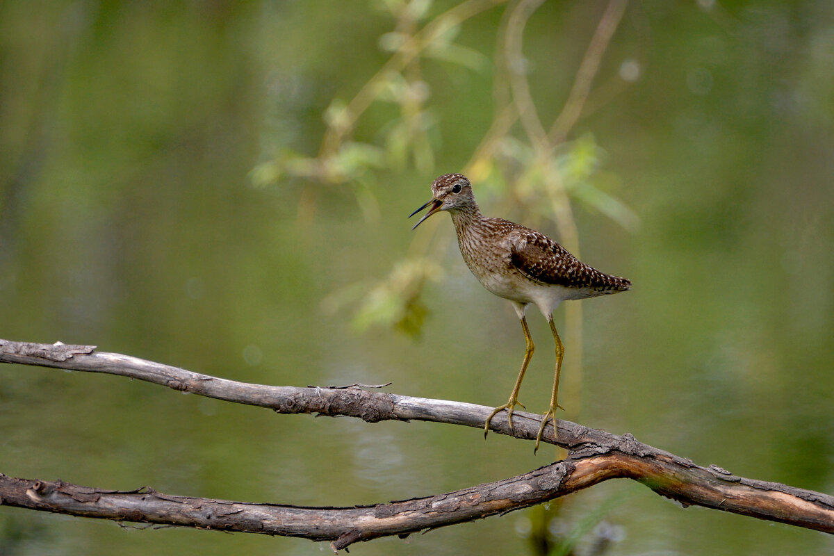 Кулик - alex graf