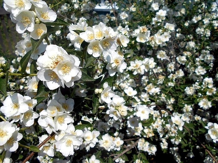 *  *  * - Елена 