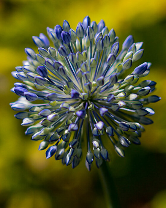 Лук цветет - Светлана SvetNika17