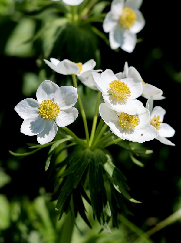 Букетиком растёт... - Александр Кондаков