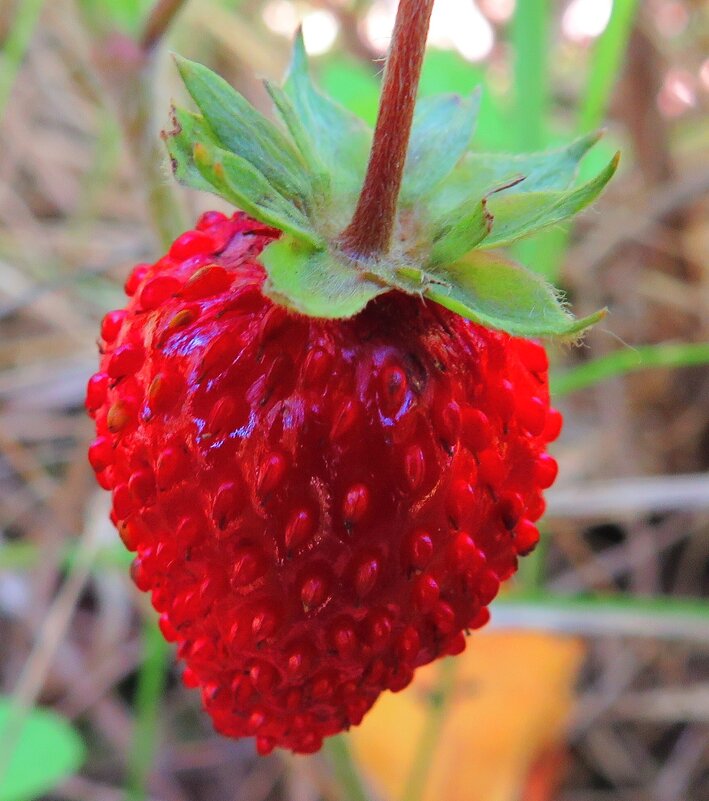 Сладкая ягодка - Андрей Снегерёв Сладкая ягодка - Андрей Снегерёв