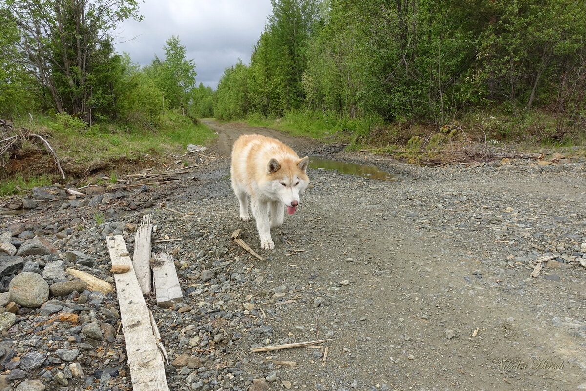 Устала... - Николай Гирш