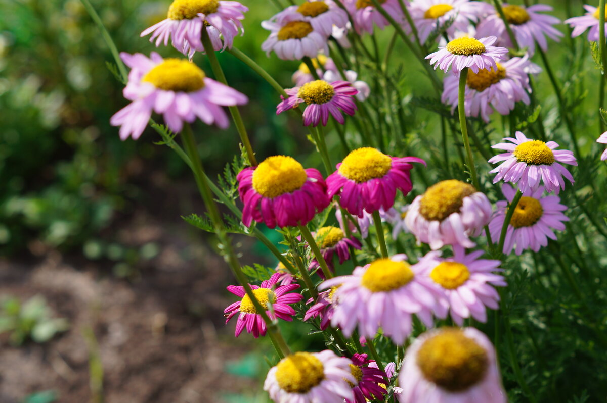 Такие разные ромашки - Сергей Ц