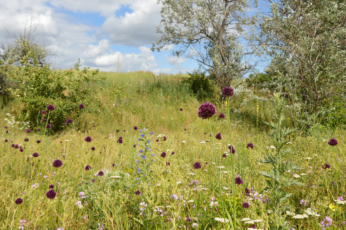 На солнечной полянке...летнее разноцветье.... - Надежда Куркина 