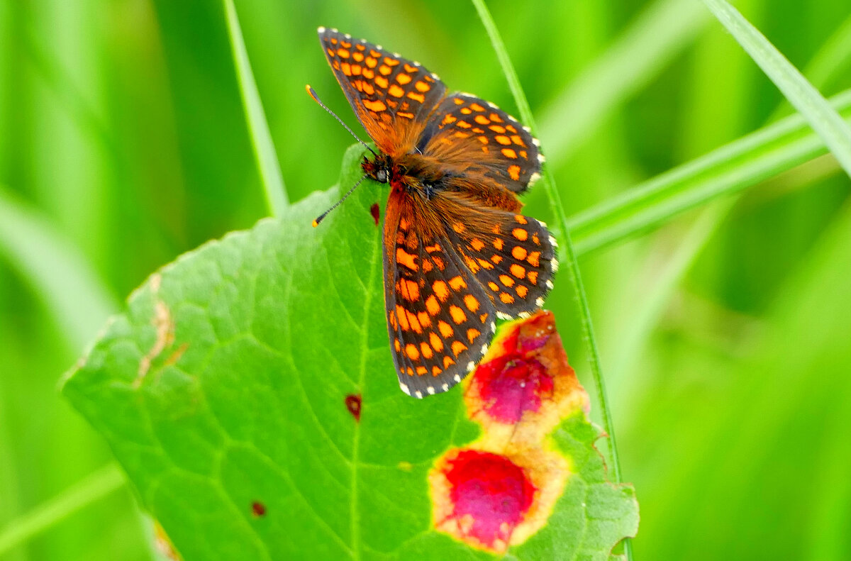 и снова бабочки 14 - Александр Прокудин