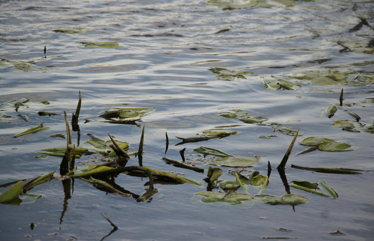 *** - Наталья Герасимова *** - Наталья Герасимова