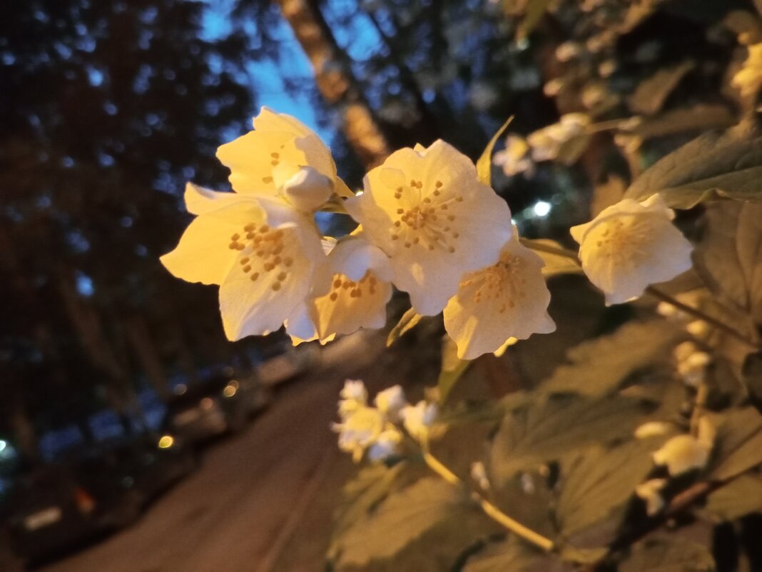 Чубушник - Сапсан 