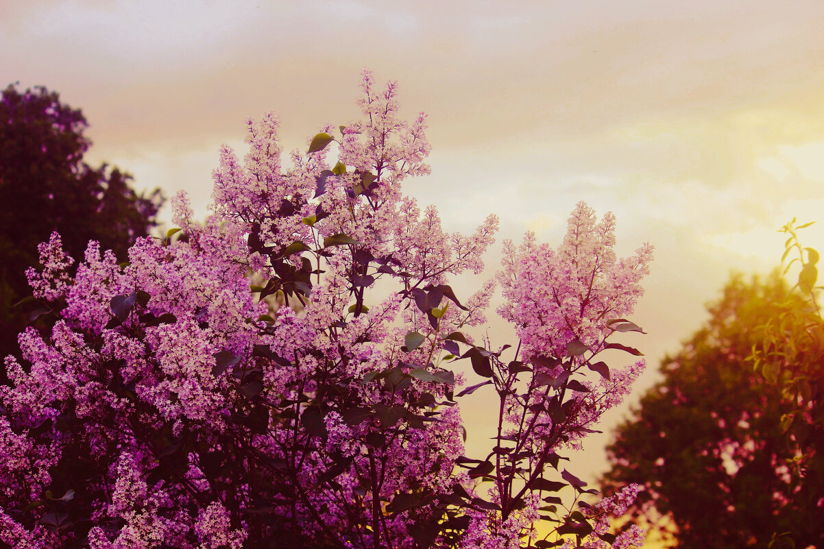 цветёт Сирень - Сергей Кочнев