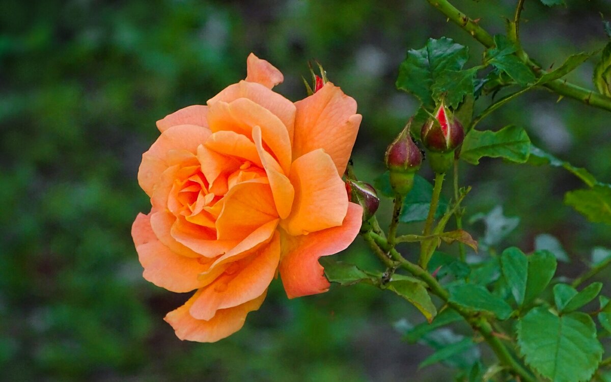 Оранжевая роза. - Милешкин Владимир Алексеевич 