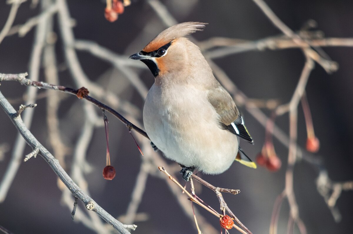 Свиристель. - Виктор Иванович Чернюк