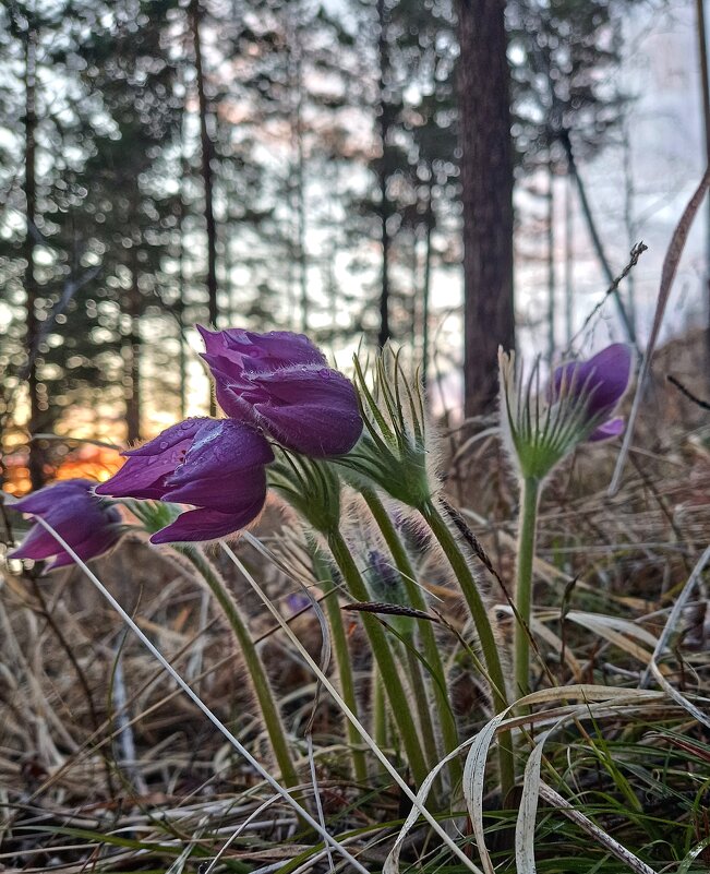 Подснежники - Ирина *