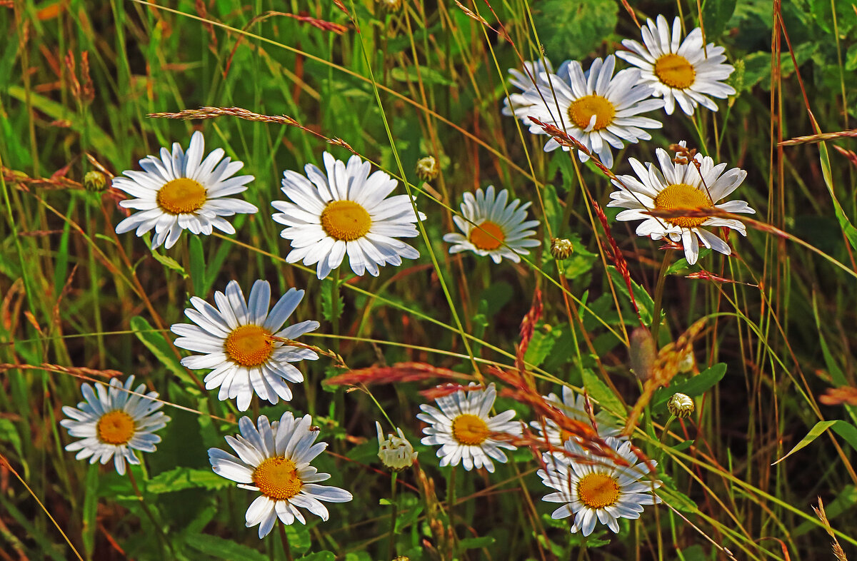 Июнь...Спрятались ромашки в траве! - Владимир 