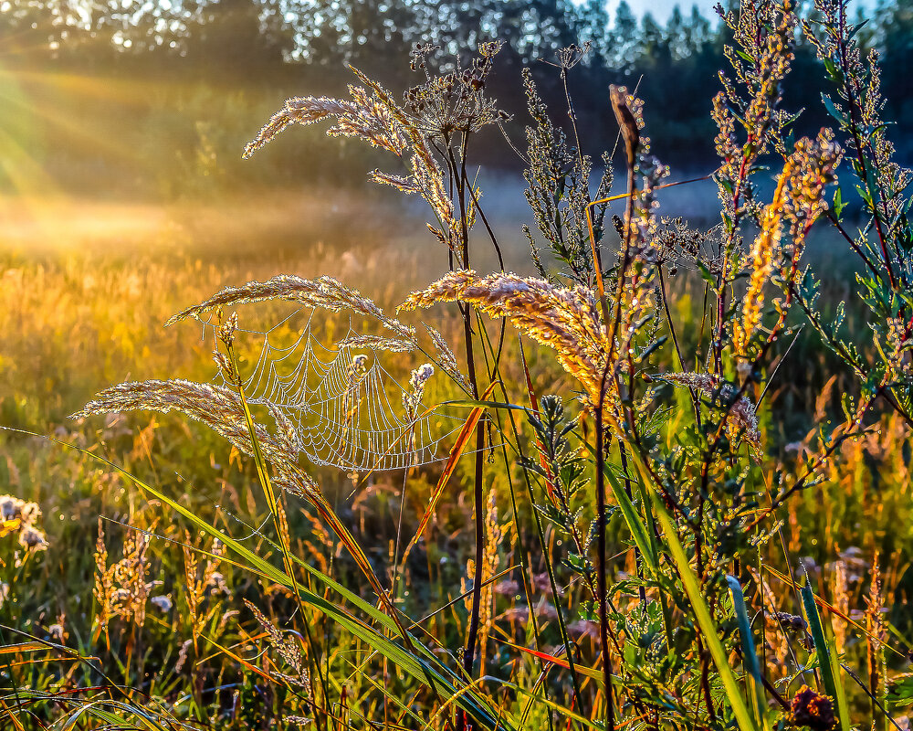 Рождение хорошего дня. - Игорь Викторов