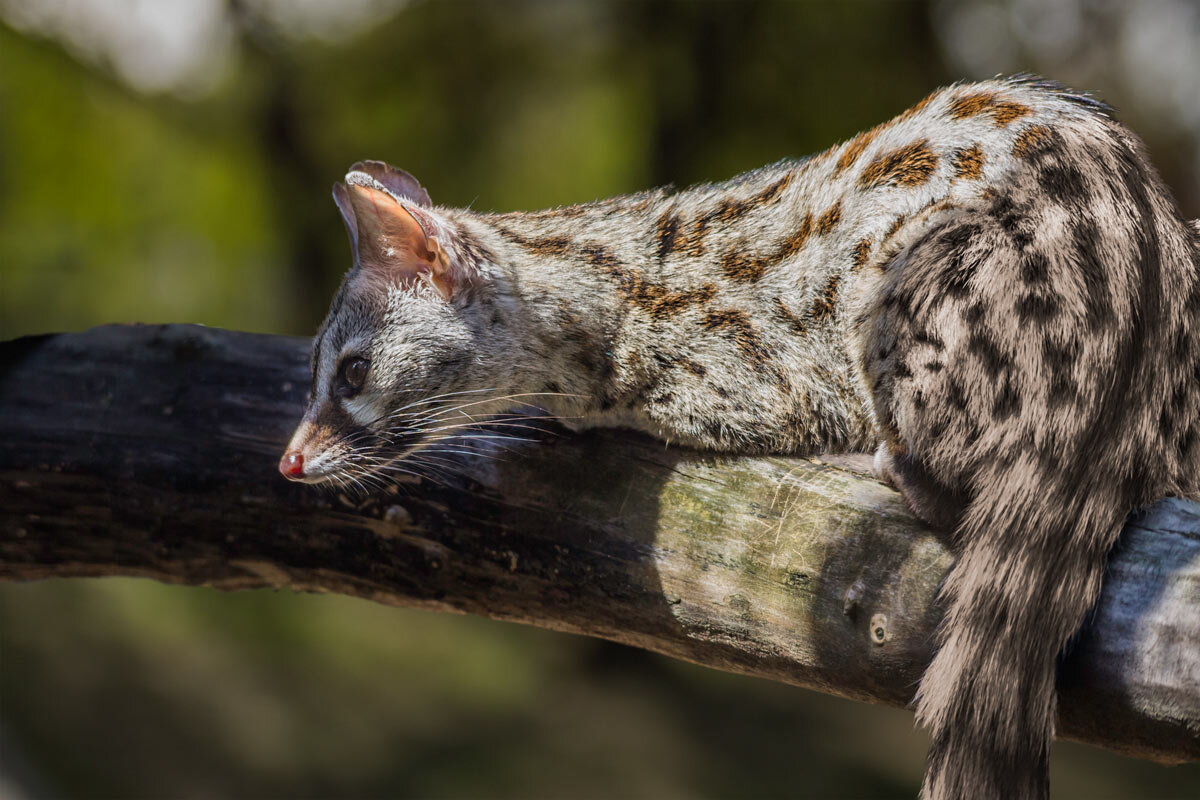 Виверрова кошка - SanSan 