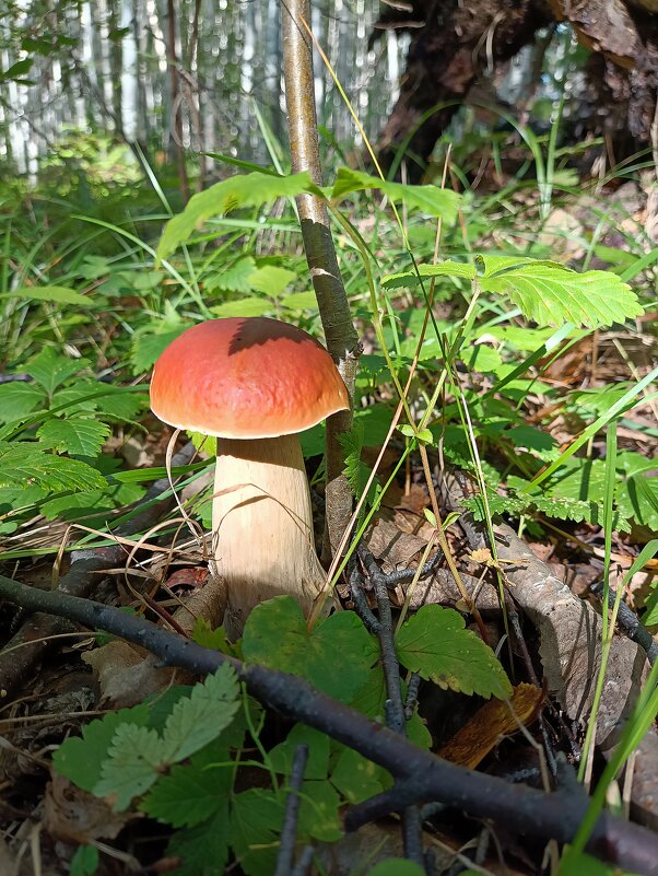 Румяный белый... - Ирина *