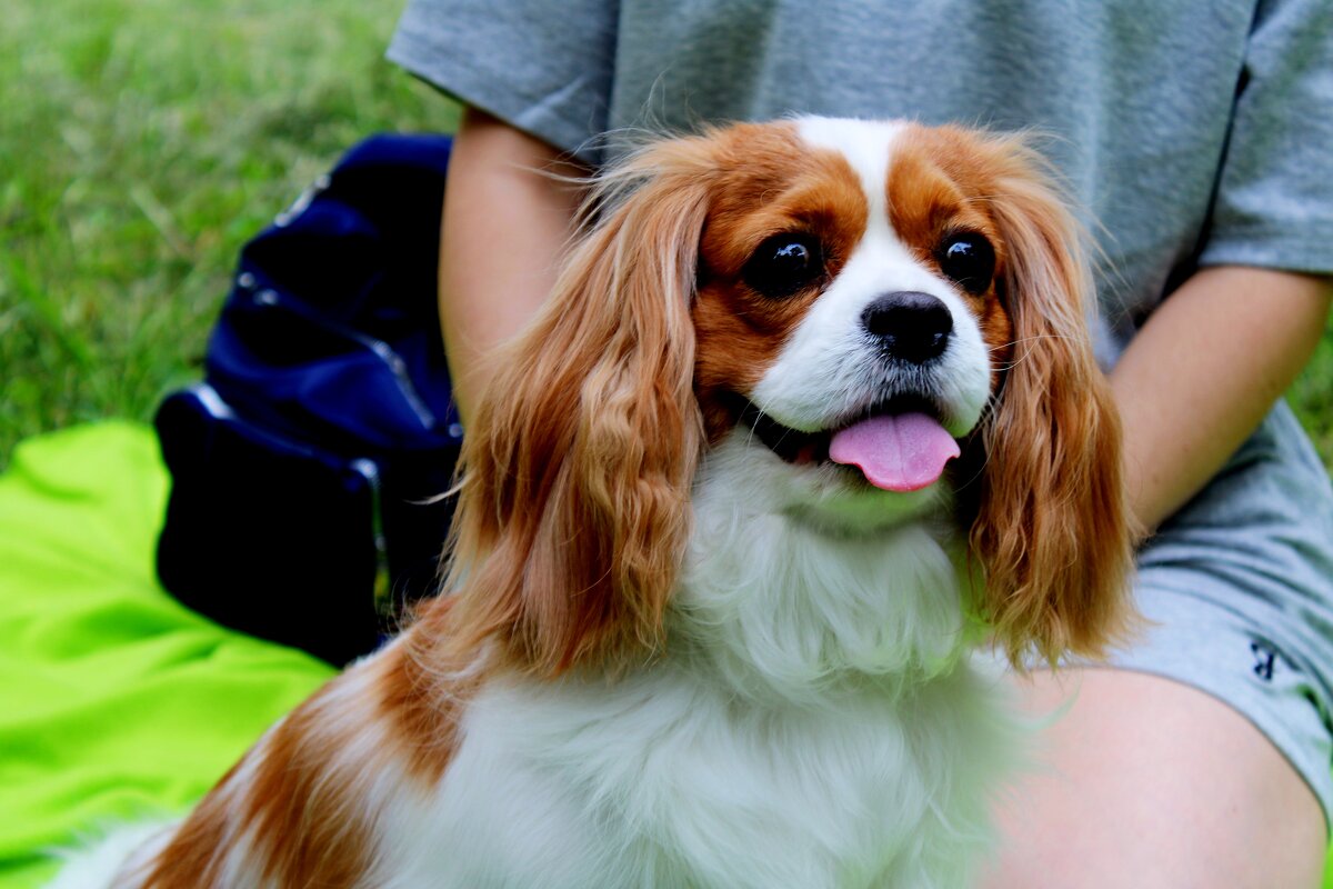 Мия - Дмитрий (Горыныч) Симагин