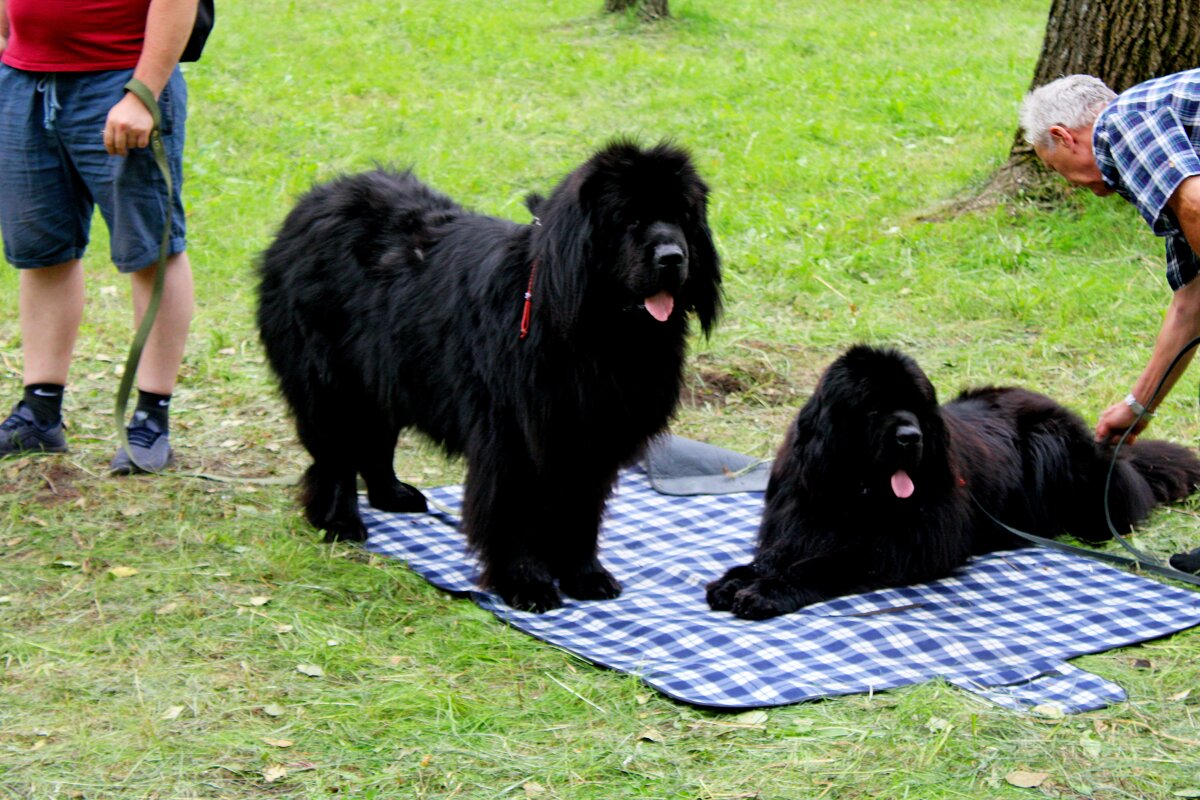 Нюши - Дмитрий (Горыныч) Симагин