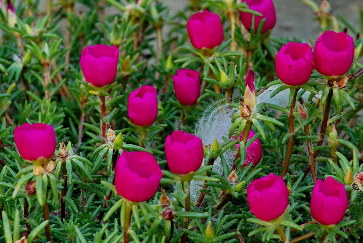 Как у брата во дворе... - Николай Саржанов