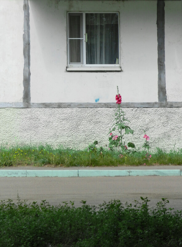 городские цветы - Лера 