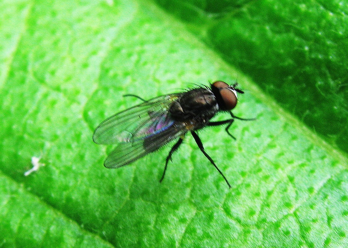 Присела отдохнуть - Людмила Смородинская Присела отдохнуть - Людмила Смородинская