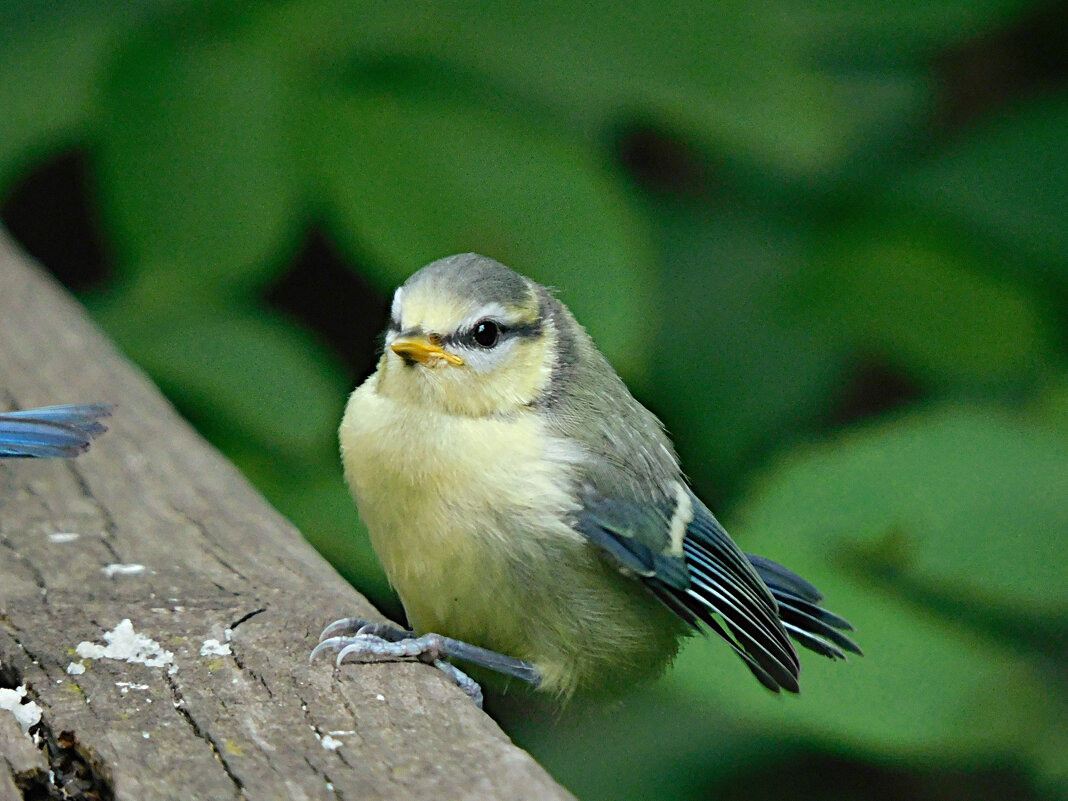 Слеток лазоревки - Лина 