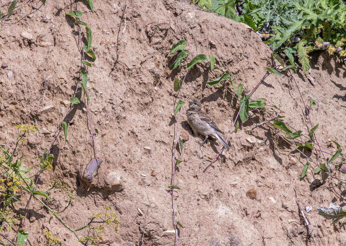 ? - юрий макаров