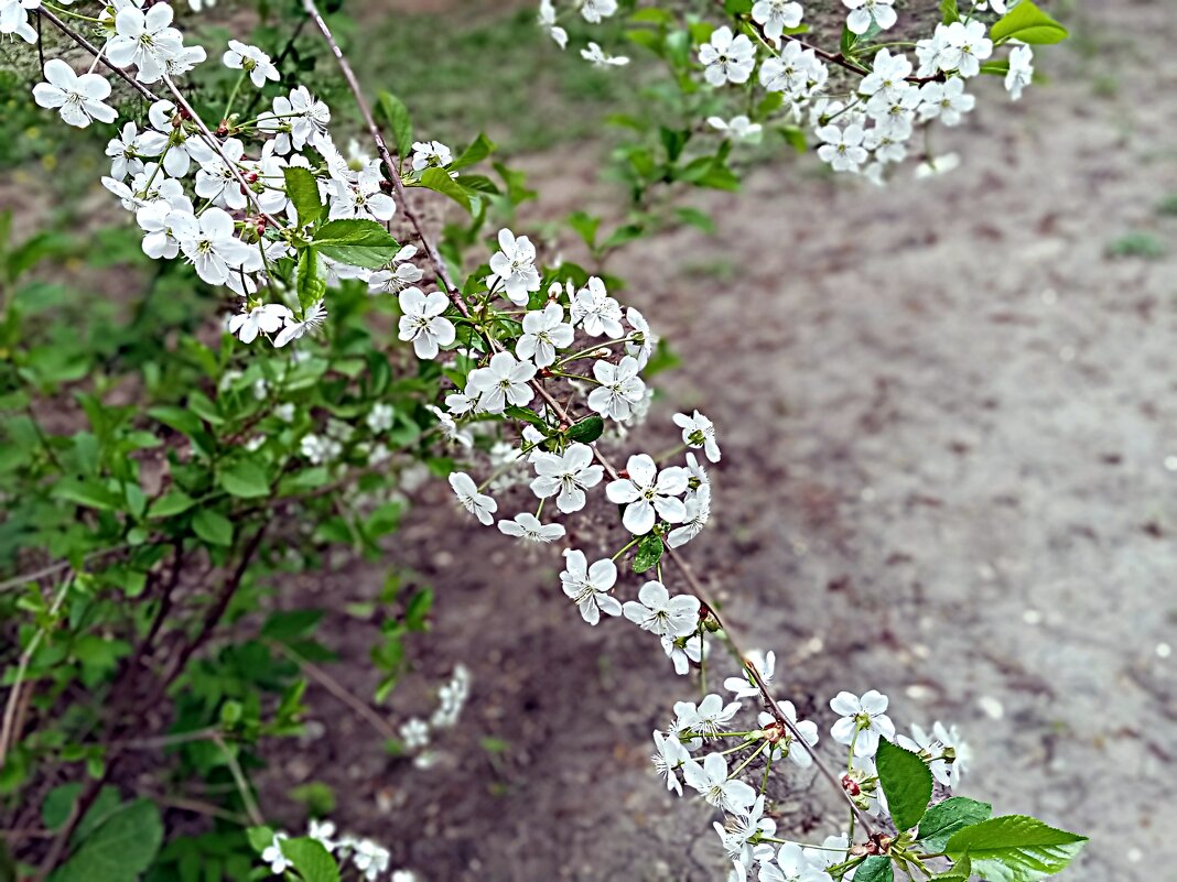 Весенний цвет. - Владимир Драгунский Весенний цвет. - Владимир Драгунский
