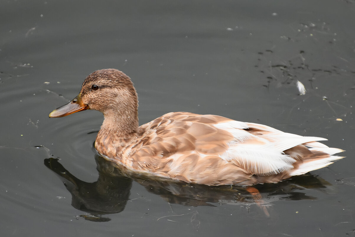 Москва. Парк «Покровское-Стрешнево». - Наташа *****