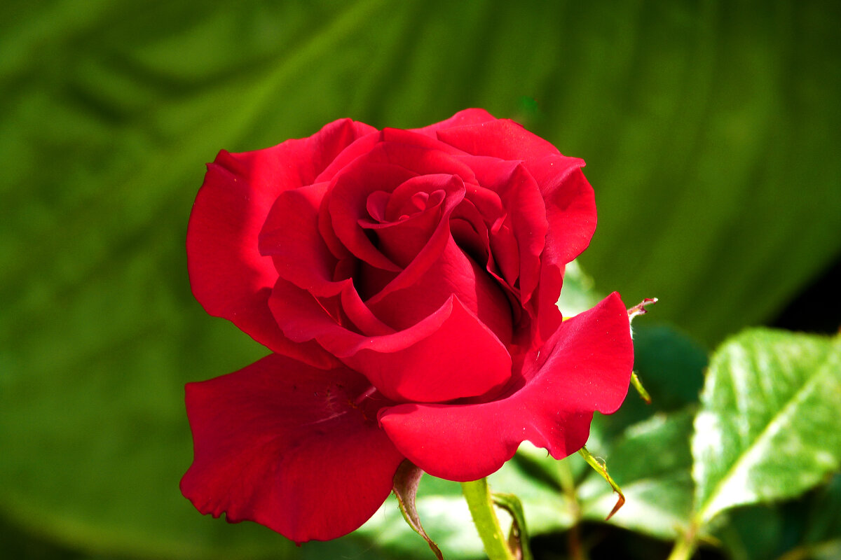 Алая роза - Валентин Семчишин